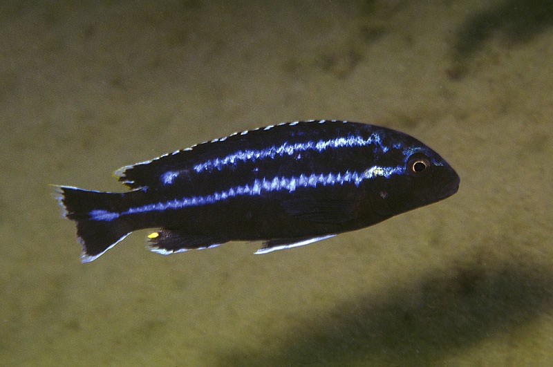 Melanochromis loriae 'Chiwindi'